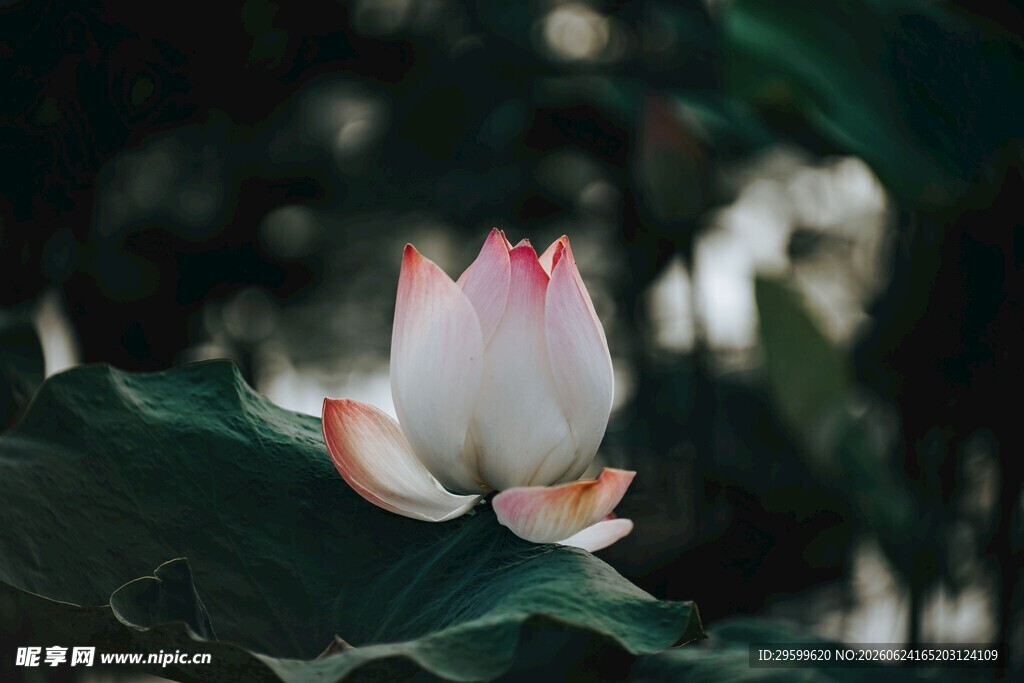 绽放的美丽荷花