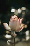 绽放的粉色莲花