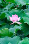 粉色荷花绽放于绿叶间