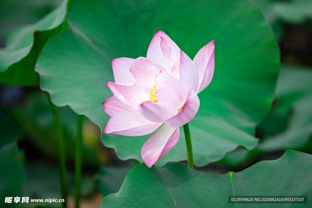 粉色荷花绽放于绿叶间