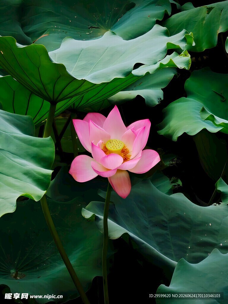 娇艳荷花绽放于绿叶间