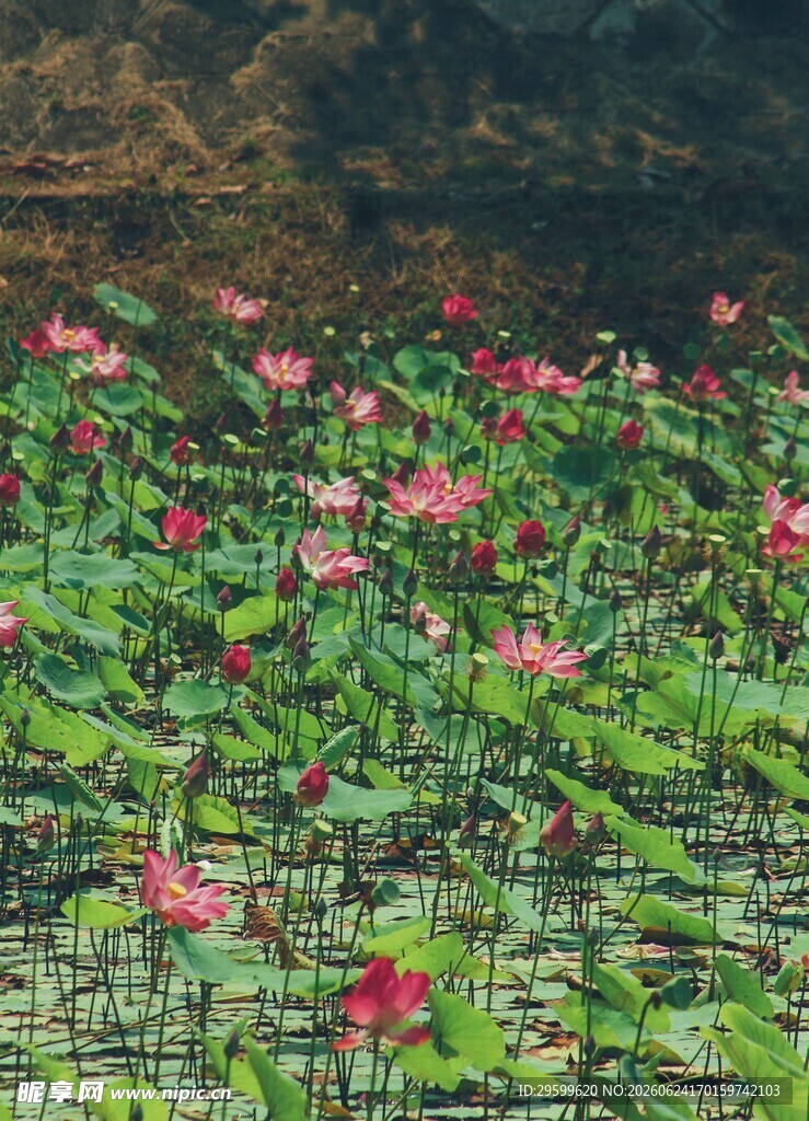 夏日荷塘 