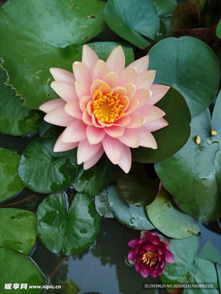 娇艳睡莲绽放绿叶间