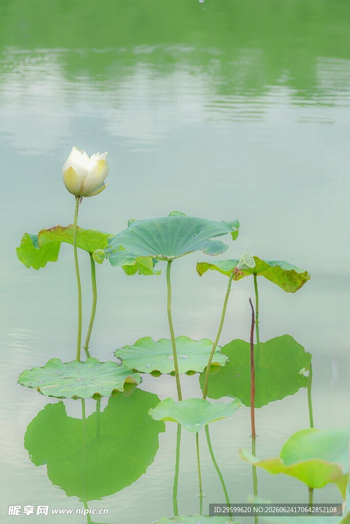 水中白莲与荷叶的静谧景致