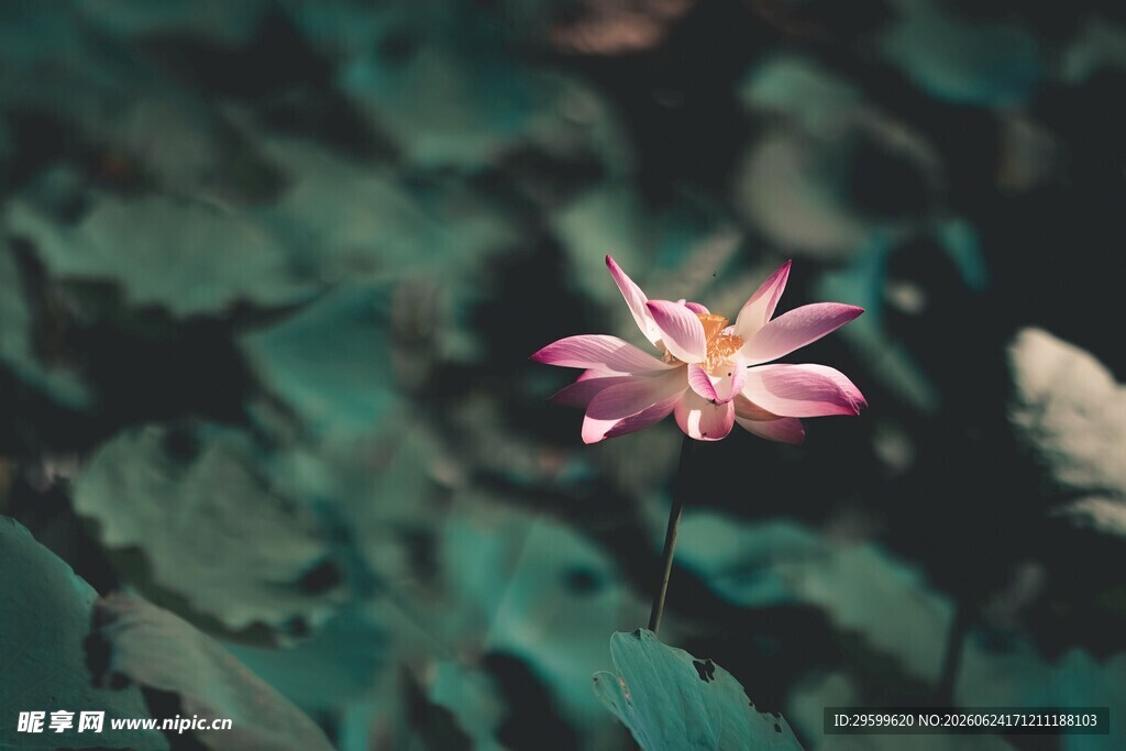 水中绽放的娇艳粉色莲花