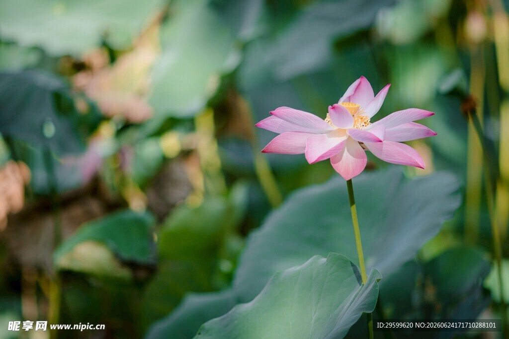 粉色荷花绽放于绿叶间