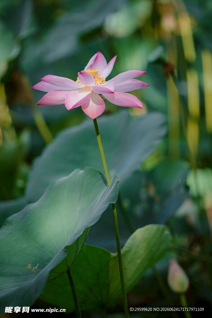 粉色荷花绽放于绿叶间