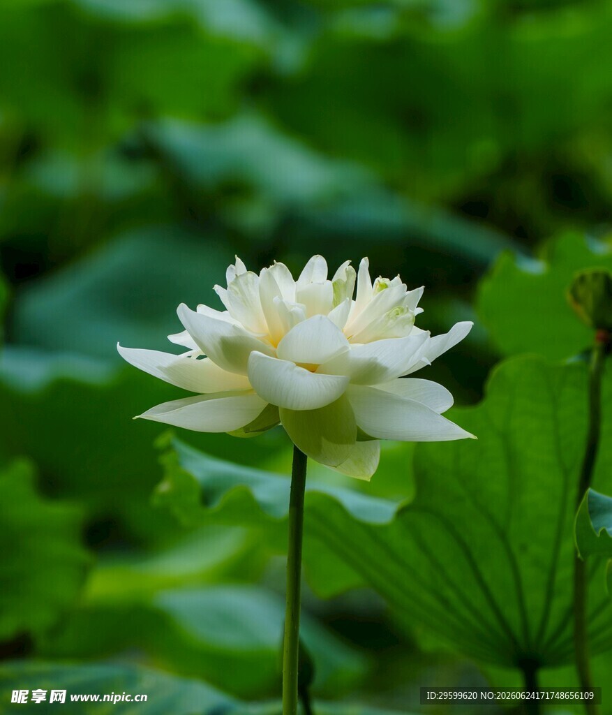 洁白荷花绽放于绿叶间