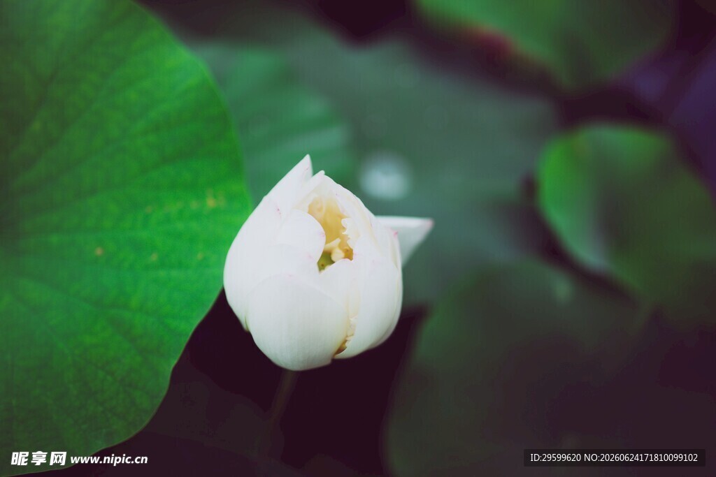 洁白荷花绽于翠绿荷叶间