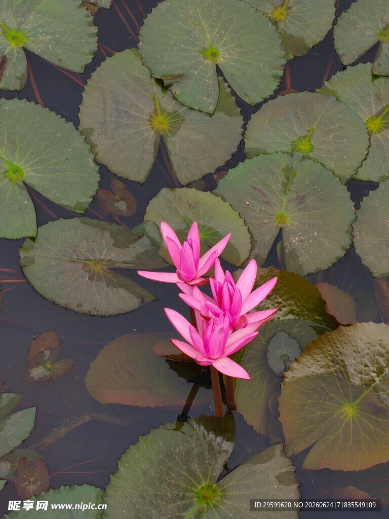 水中绽放的娇艳粉色睡莲