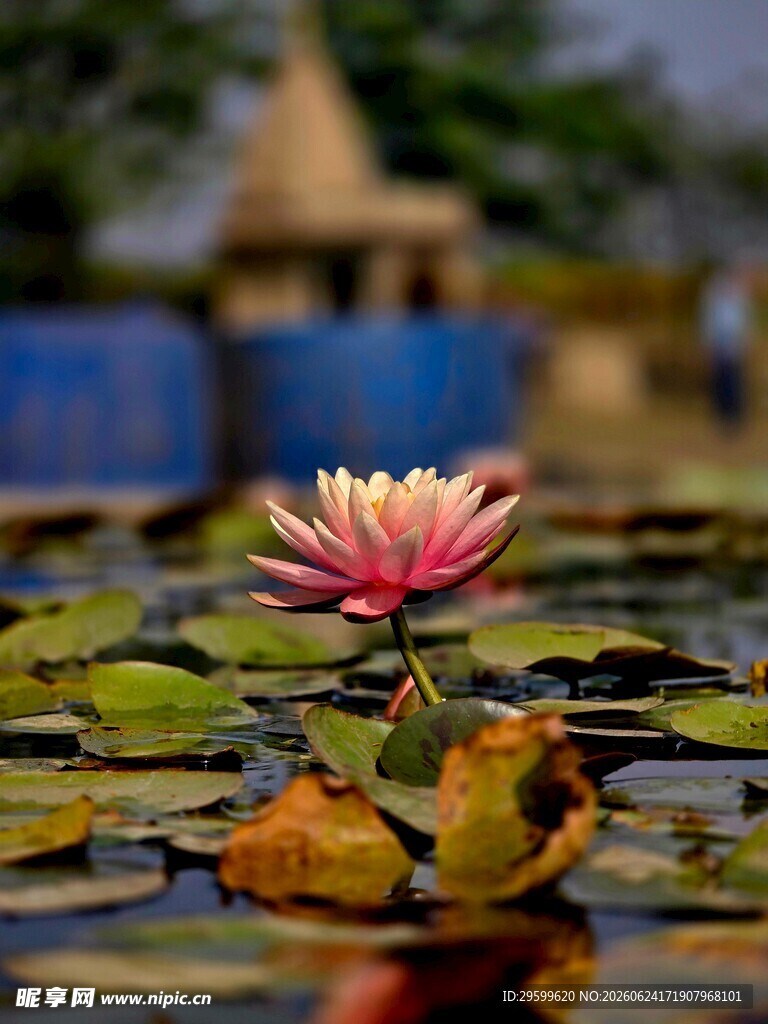 水中绽放的美丽粉色睡莲