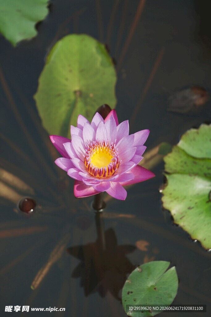 水中绽放的娇艳粉色睡莲