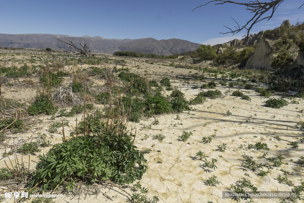 荒凉野外稀疏植被景观