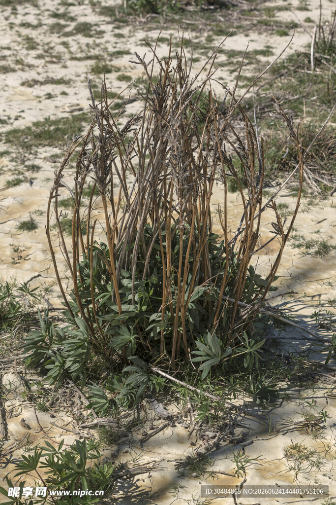 沙漠中的顽强植物