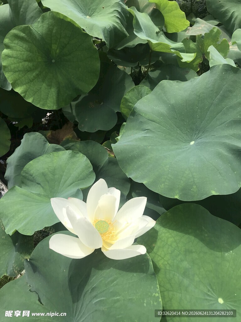 荷花
