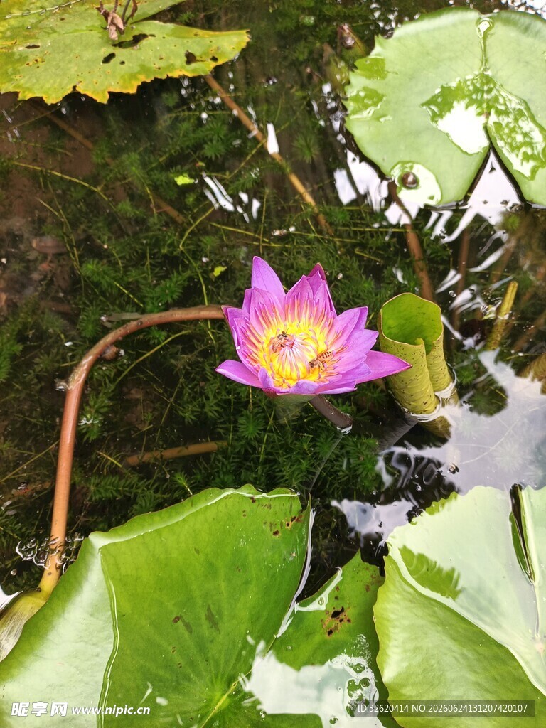 睡莲