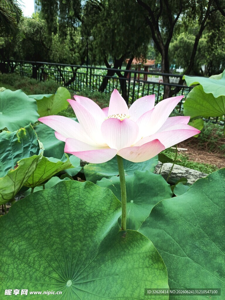 荷花
