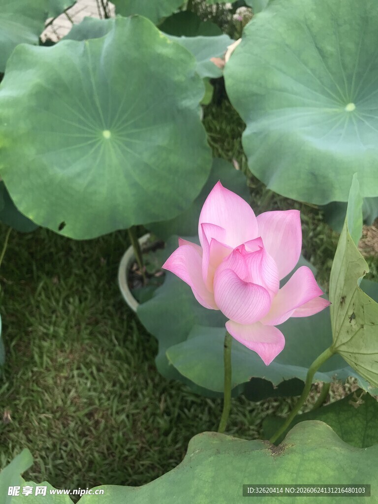 荷花