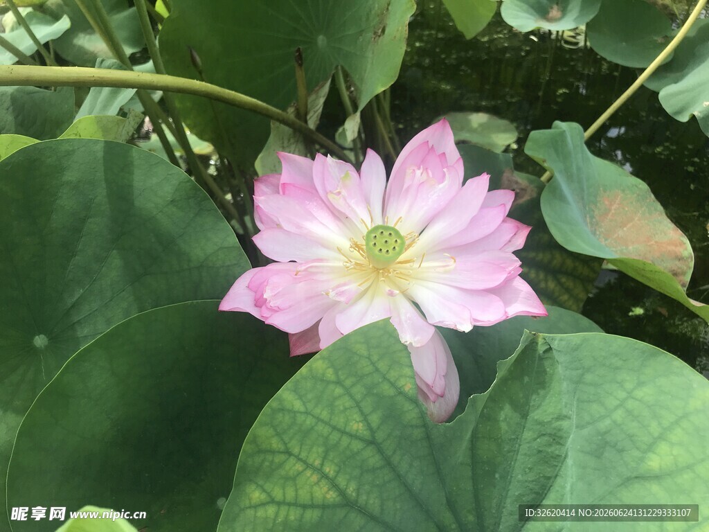 荷花
