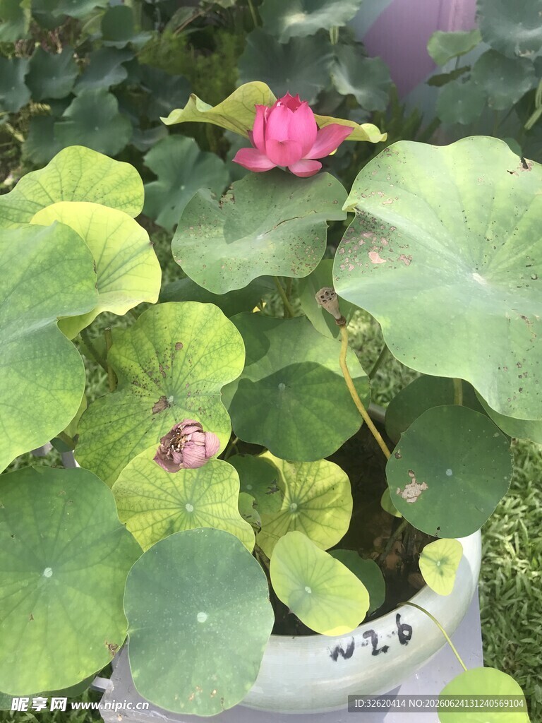 荷花