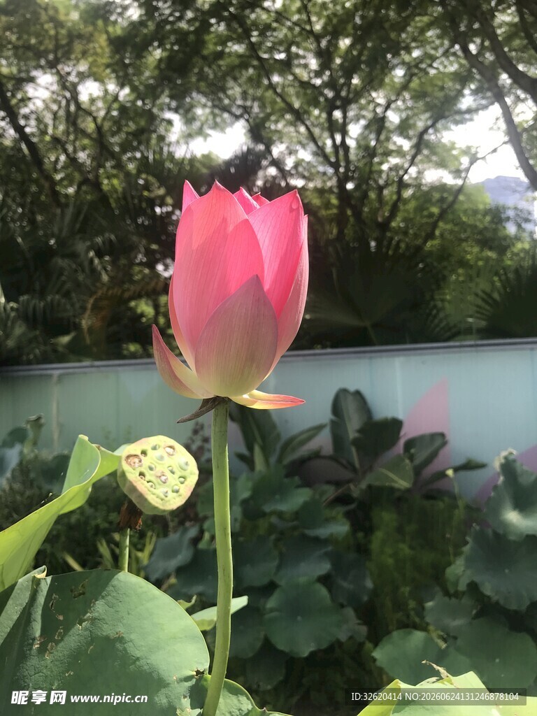荷花