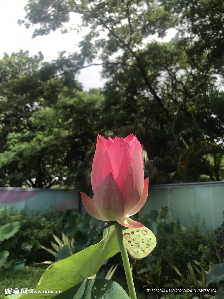 荷花