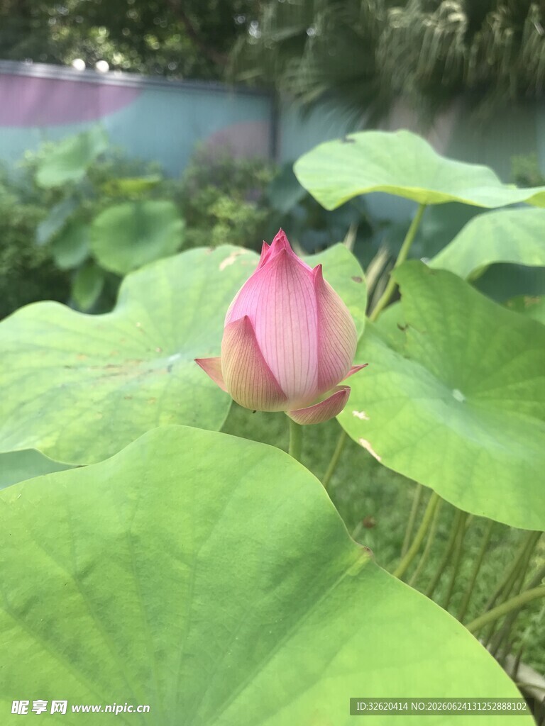 绽放的粉色荷花与荷叶