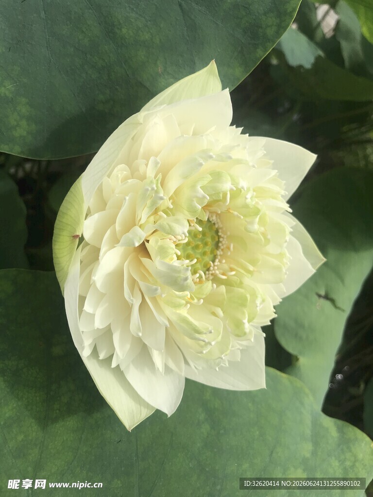 洁白重瓣荷花