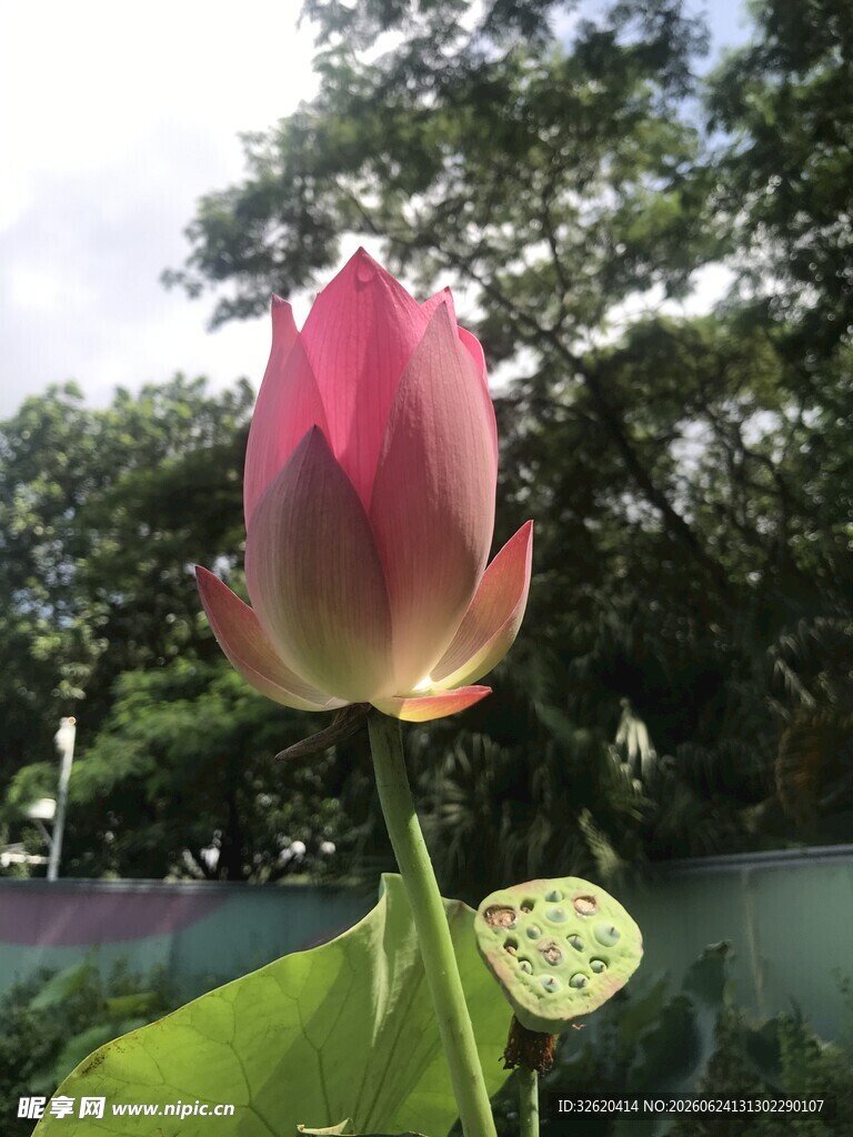 荷花