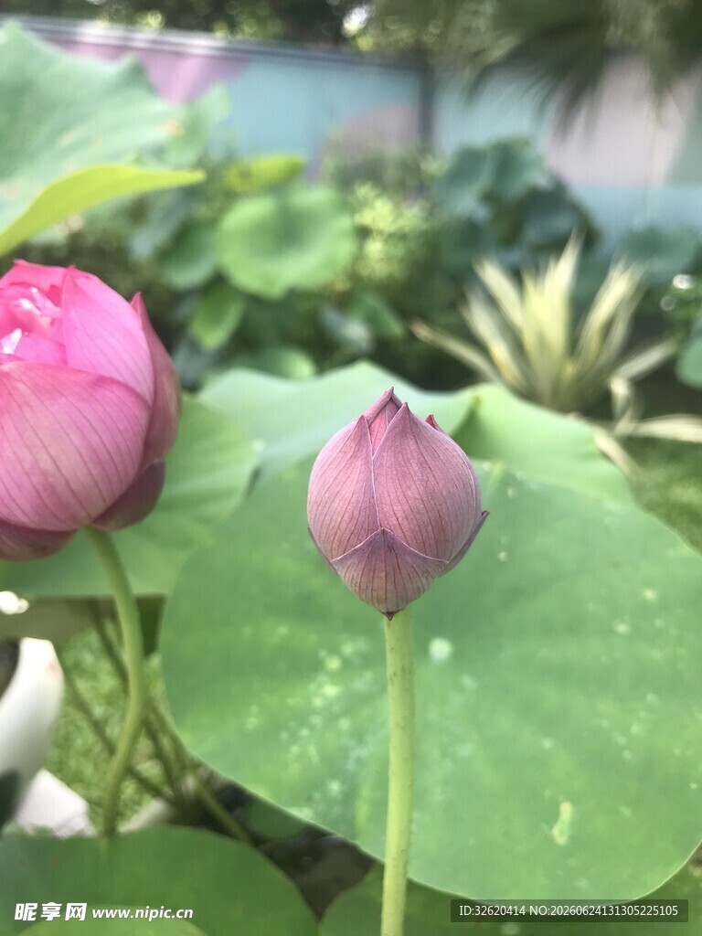 荷花
