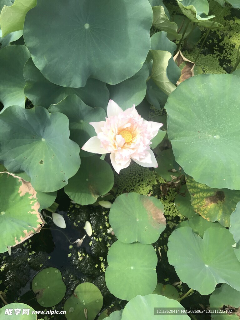 荷花