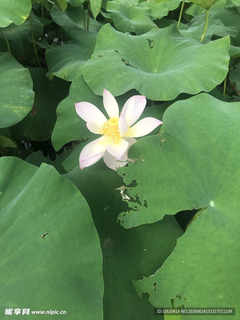 荷花