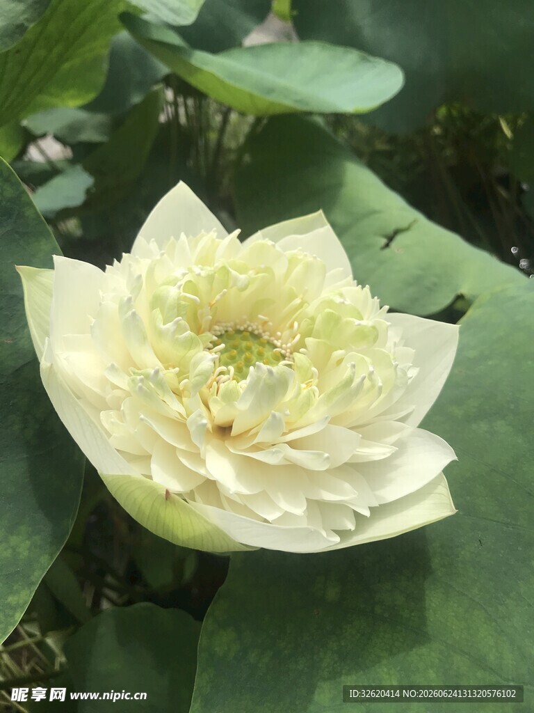 荷花