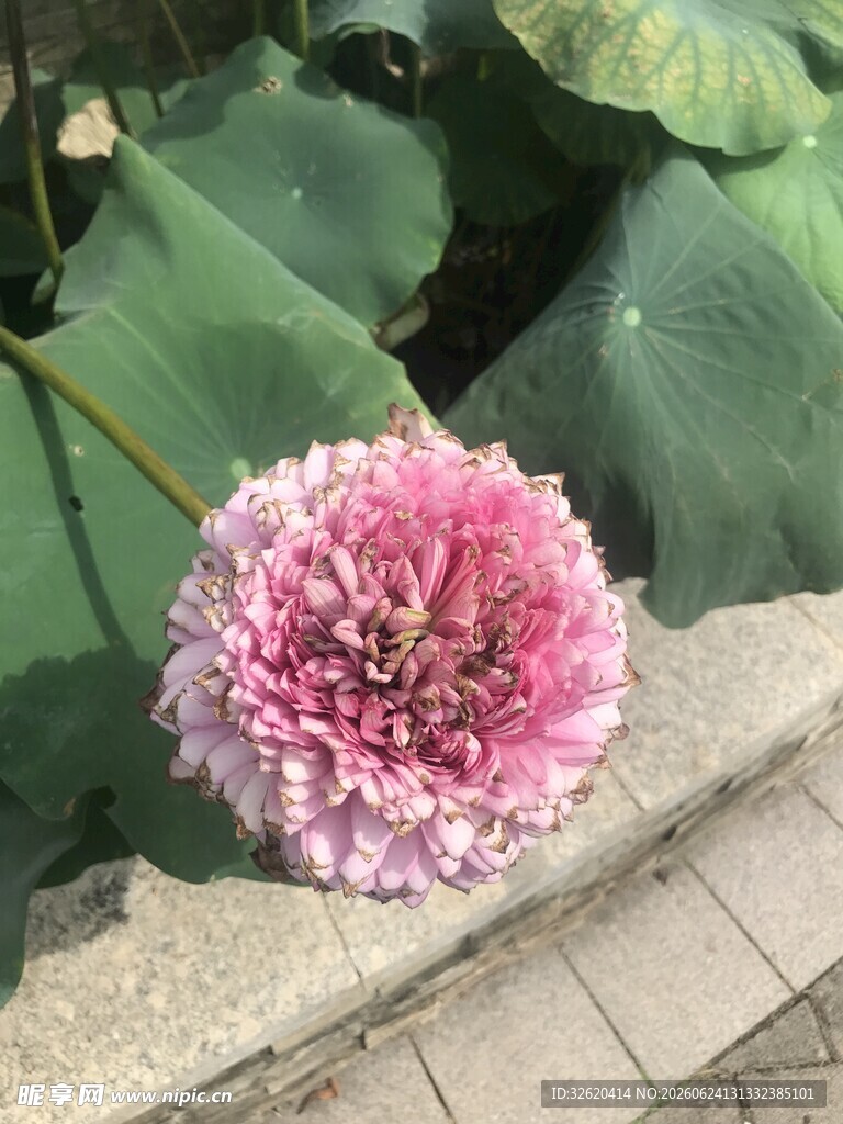 荷花
