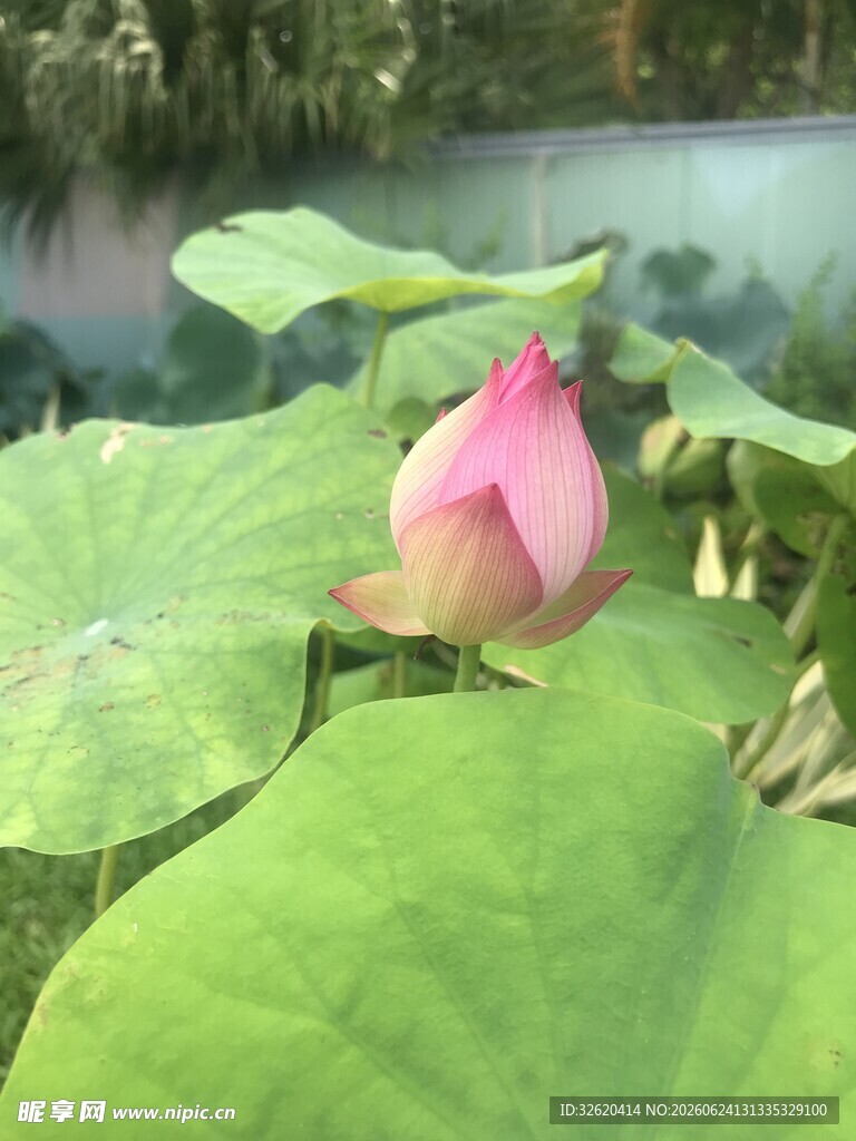 含苞待放的娇艳荷花