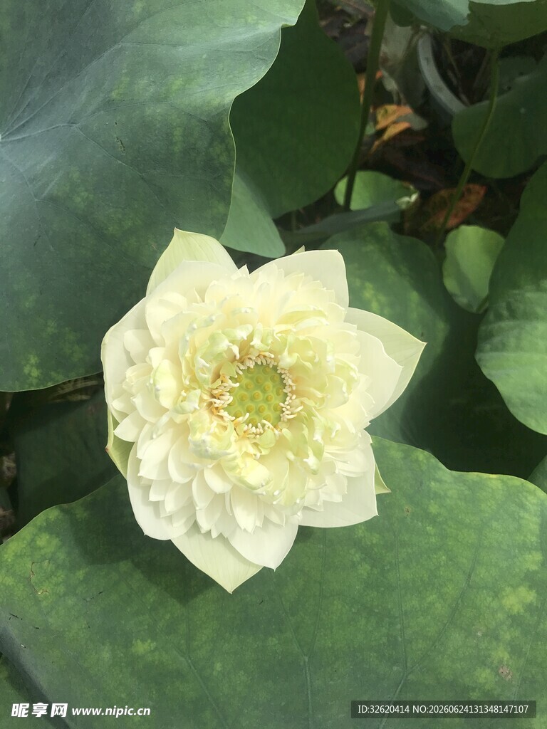 荷花