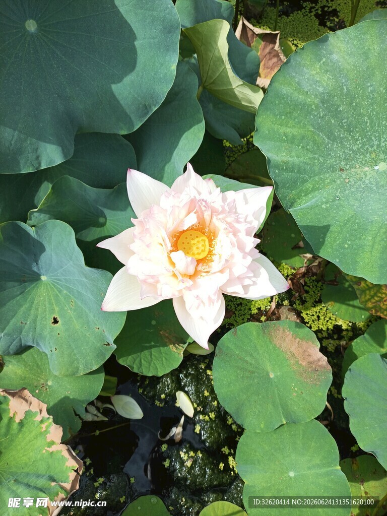 荷花
