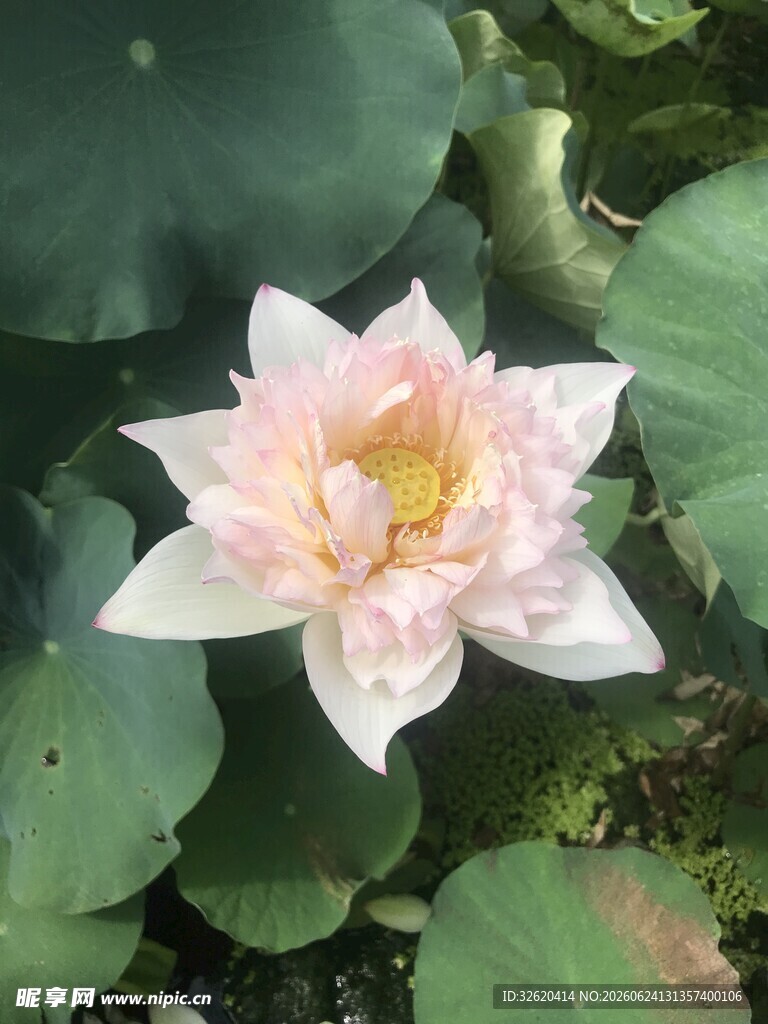 荷花