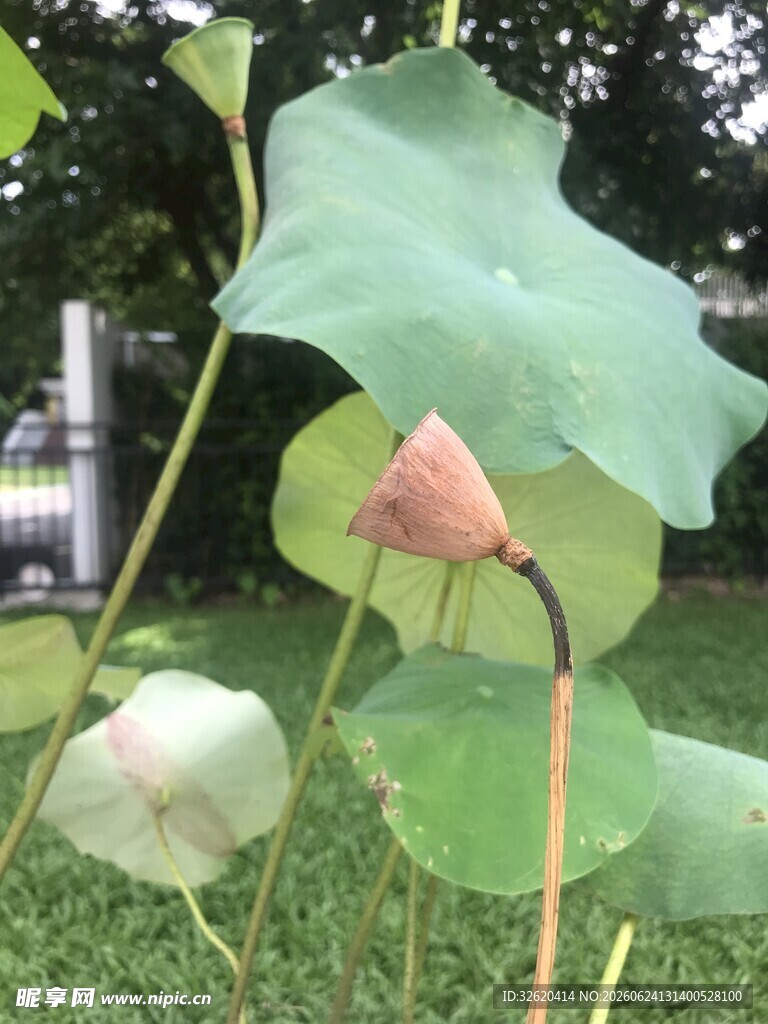 荷花