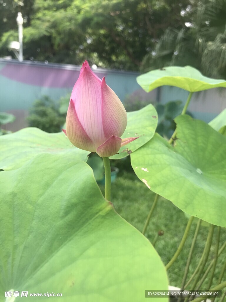 含苞待放的娇艳荷花