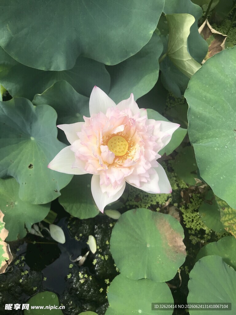 荷花