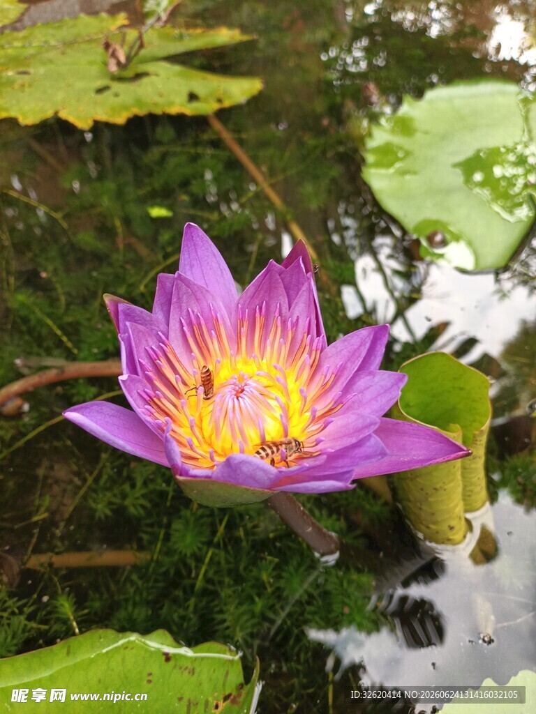  睡莲