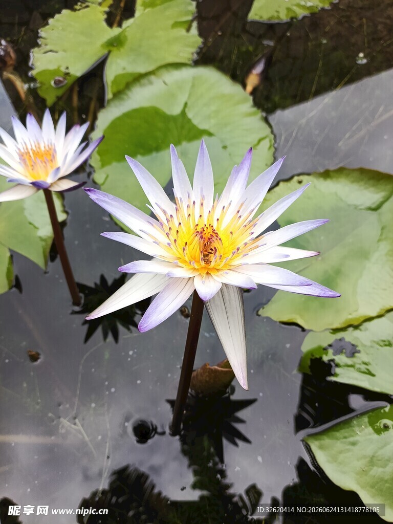  睡莲