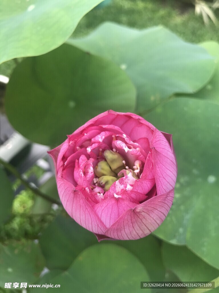 荷花