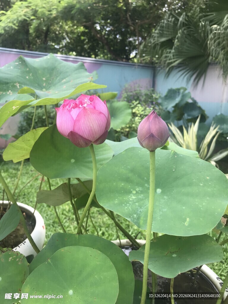 荷花