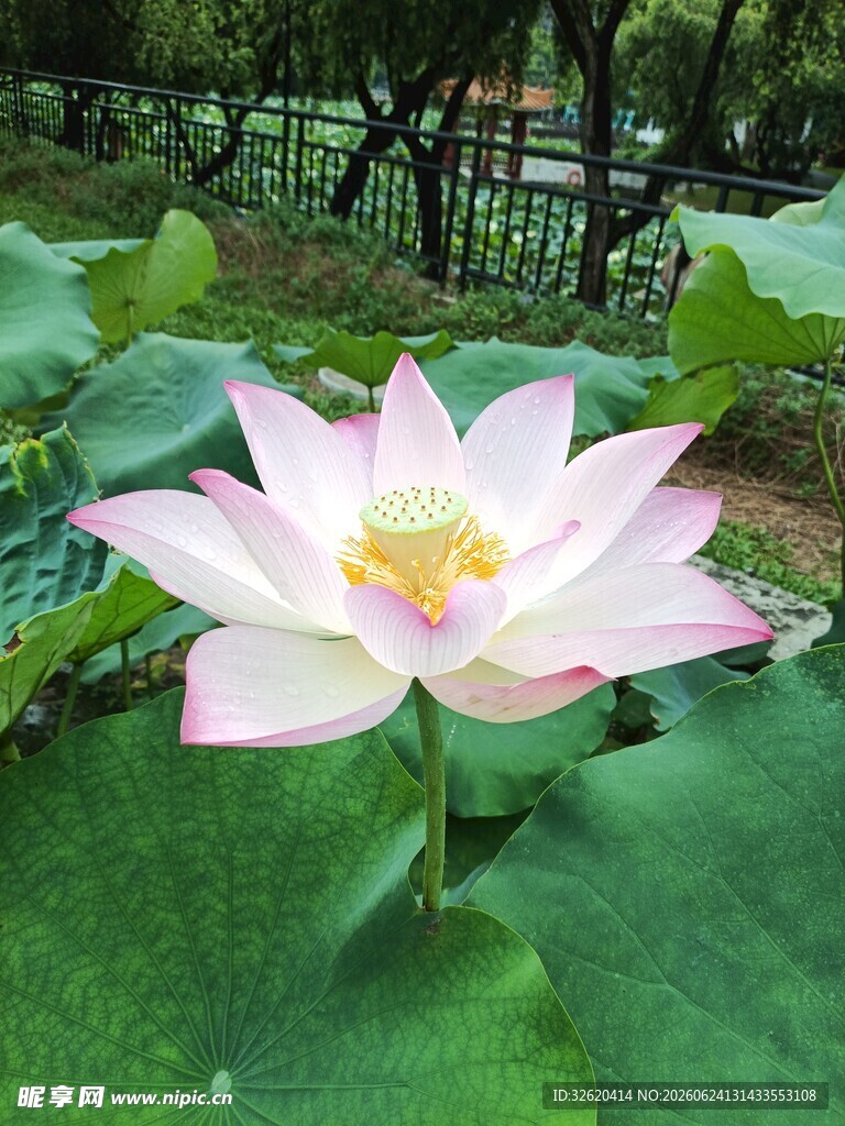 荷花