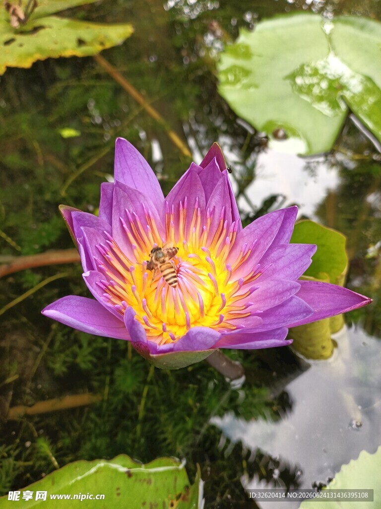  睡莲