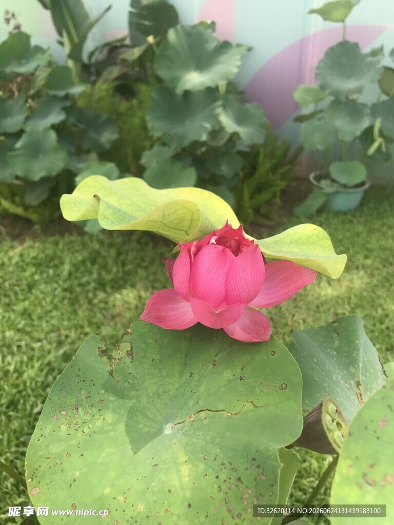 荷花