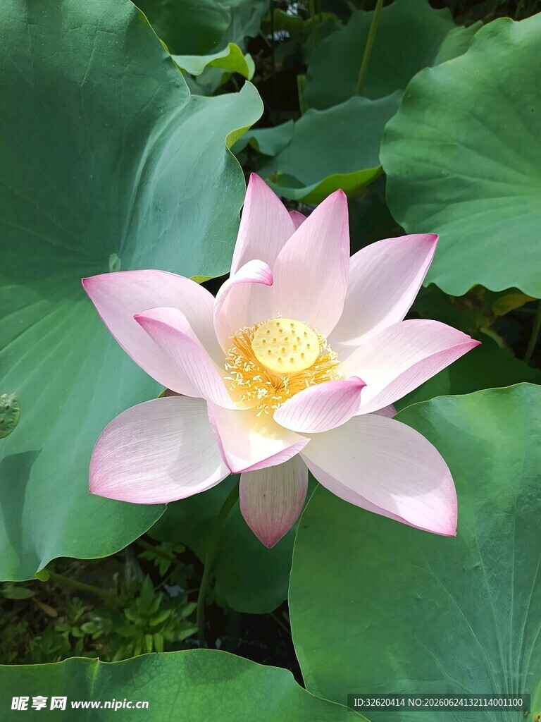 荷花