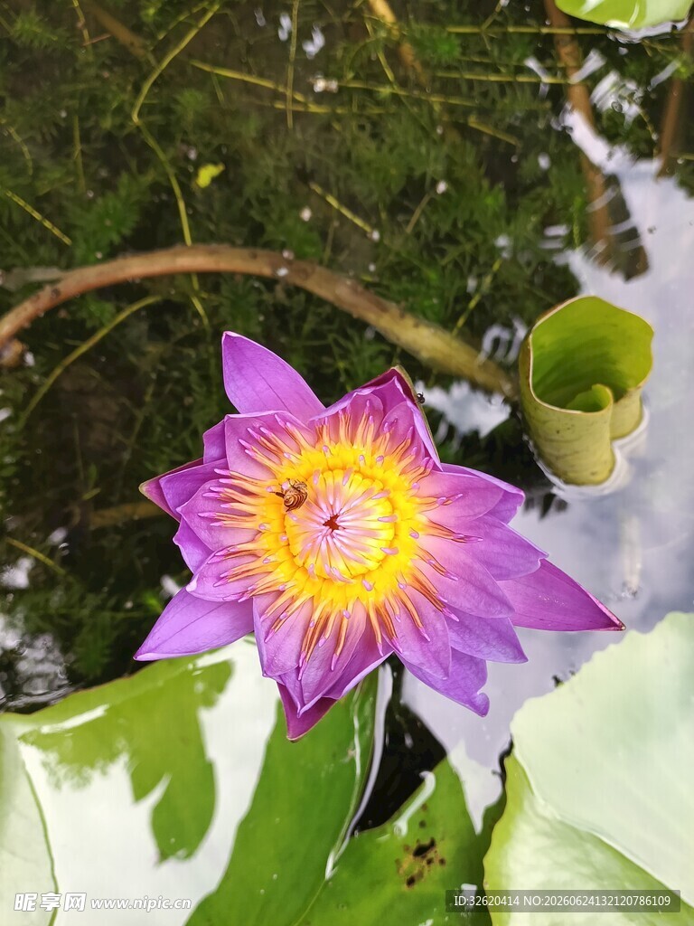 睡莲